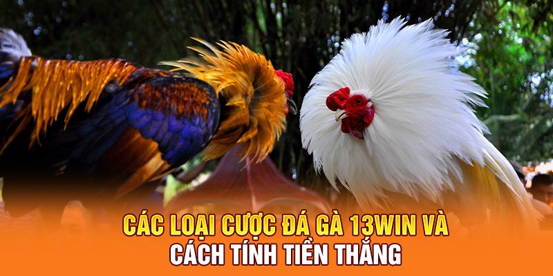 Các loại cược đá gà 13win và cách tính tiền thắng