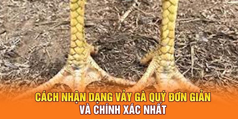 Cách nhận dạng vảy gà quý đơn giản và chính xác nhất
