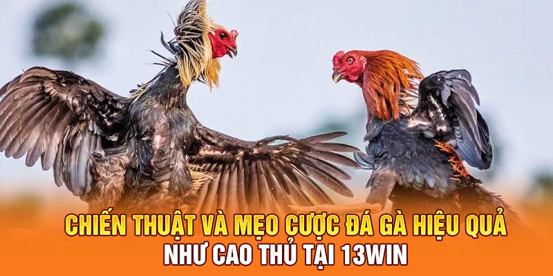 Chiến thuật và mẹo cược đá gà hiệu quả như cao thủ tại 13win