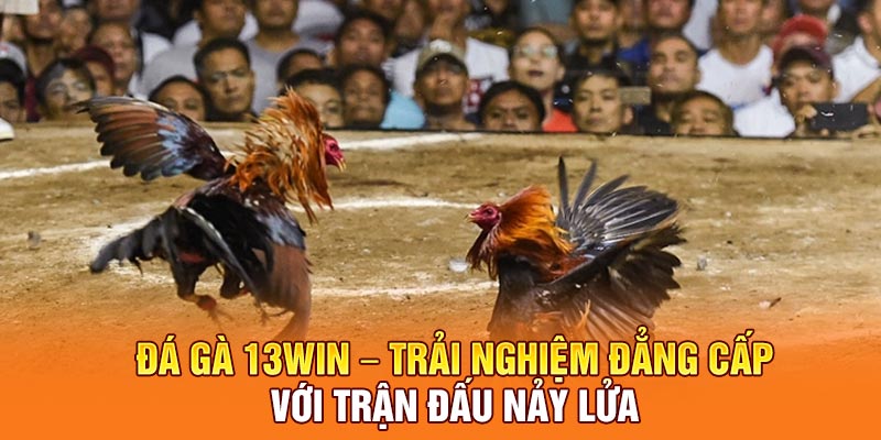 Đá Gà 13win – Trải Nghiệm Đẳng Cấp Với Trận Đấu Nảy Lửa