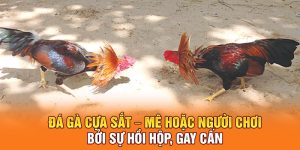Đá Gà Cựa Sắt – Mê Hoặc Người Chơi Bởi Sự Hồi Hộp, Gay Cấn