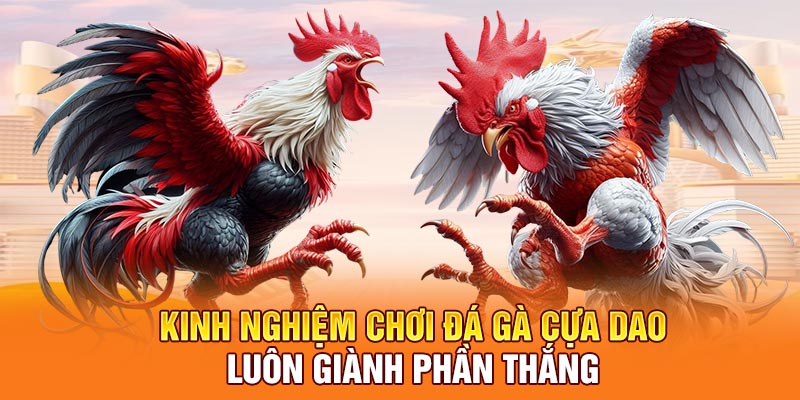 Kinh nghiệm chơi đá gà cựa dao luôn giành phần thắng