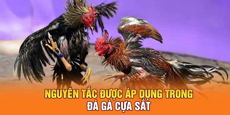 Nguyên tắc được dùng trong đá gà cựa sắt