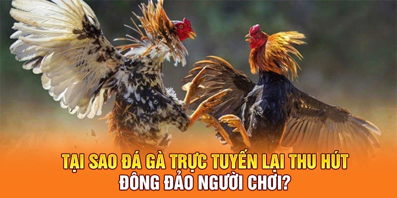 Tại sao đá gà trực tuyến lại thu hút đông đảo người chơi?