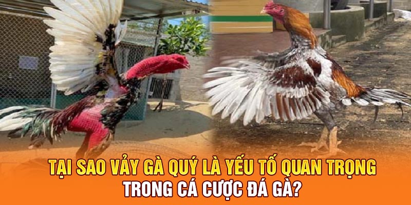 Tại sao vảy gà quý là yếu tố quan trọng trong cá cược đá gà?