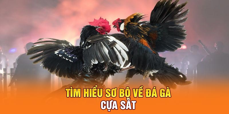 Tìm hiểu sơ bộ thông tin về đá gà cựa sắt
