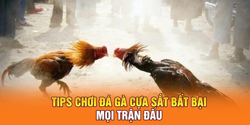 Tips chơi đá gà cựa sắt bất bại mọi trận đấu