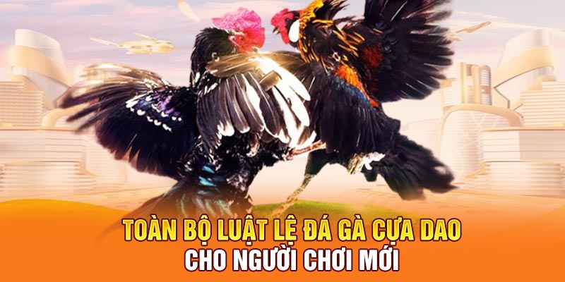 Toàn bộ luật lệ đá gà cựa dao cho người chơi mới