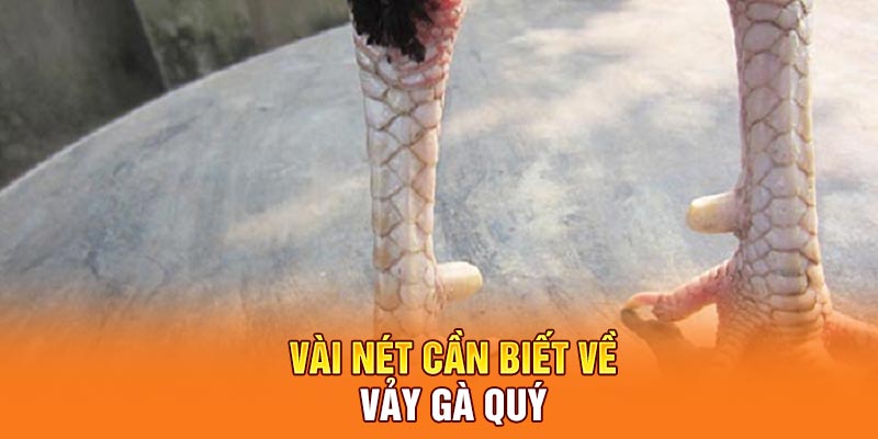 Vài nét cần biết về vảy gà quý