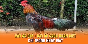 Vảy Gà Quý - Bật Mí Cách Nhận Biết Chỉ Trong Nháy Mắt